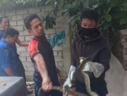 Petugas Damkar Sumbawa Evakuasi Ular Piton di Rumah Warga