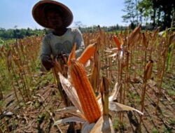 Puluhan Hektar Jagung di Labangka Gagal Panen