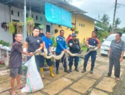 Damkartan Sumbawa Evakuasi Ular Piton dari Kandang Ayam Warga