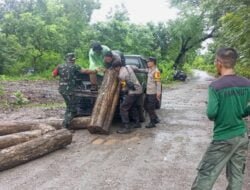 Tim Gabungan Temukan Puluhan Kayu Gelondongan di Hutan Boak