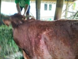 Ada Indikasi LSD, Masyarakat Minta Tidak Panik dan Tetap Waspada