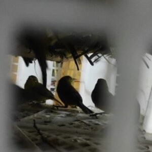 Karantina Pertanian Sumbawa Serahkan Burung Tangkapan Ke BKSDA