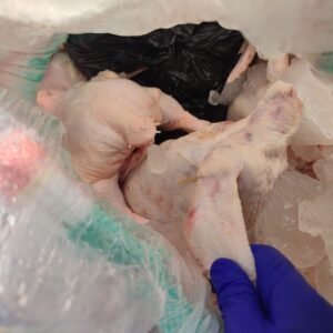 2,5 Ton Daging Ayam Beku Ditolak Masuk Sumbawa