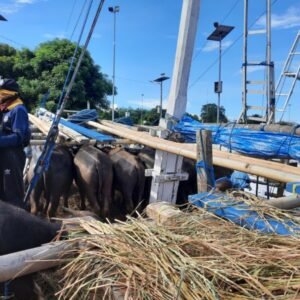 Karantina Pertanian Sumbawa Lepas Pengiriman 90 Ekor Kerbau ke Tana Toraja