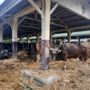 Belum Ditemukan LSD di Sumbawa, Disnakeswan Tingkatkan Kewaspadaan Dini