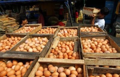 Pasokan Telur Ayam Cukup Selama Ramadhan Hingga Lebaran