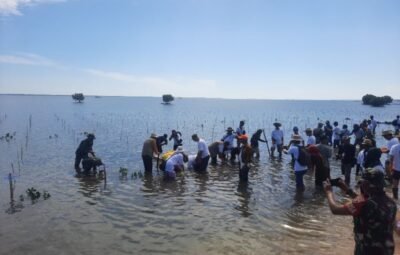 120.000 Pohon Mangrove Ditanam di Desa Pulau Kaung