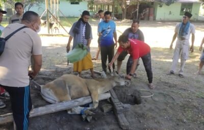 Idul Adha 144H, 2.172 Hewan Kurban Dipotong di Sumbawa