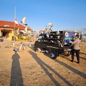 110 Merpati Pos Adu Cepat dari Sumbawa ke Jawa Timur