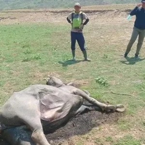 Diduga Keracunan, 5 Kerbau dan 1 Kera Ditemukan Mati di Bendungan Mamak