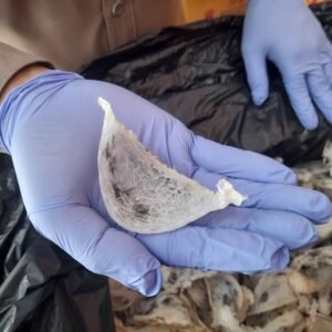 Jelang Libur Nataru, Lalu Lintas Sarang Burung Walet dari Sumbawa Meningkat