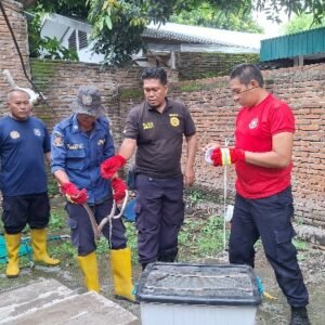 Respon Cepat Damkartan Sumbawa Evakuasi Ular Kobra di Rumah Warga