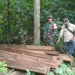 Cegah Ilegal Logging, Tim Gabungan Amankan 32 Balok Kayu