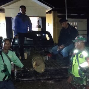 Tim Gabungan Amankan Kayu Diduga Hasil Illegal Logging
