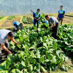 Lapas Sumbawa Besar Budidaya Tanaman Hortikultura