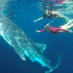 Berenang bersama hiu paus