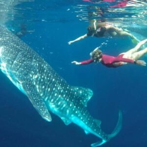 Serunya Berenang Bersama Hiu Paus di Teluk Saleh, Sumbawa