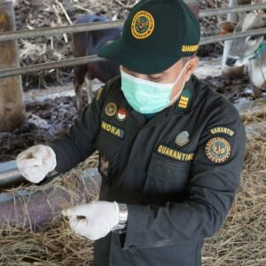 Antisipasi Penyebaran PMK, Karantina NTB Tingkatkan Pengawasan 