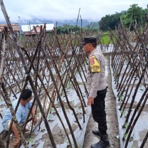 Polsek Buer Dukung Program Ketahanan Pangan