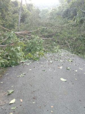 Penebangan Liar Masih Marak, Pemuda Desa Rarak Ronges Minta Kehutanan Bertindak Serius
