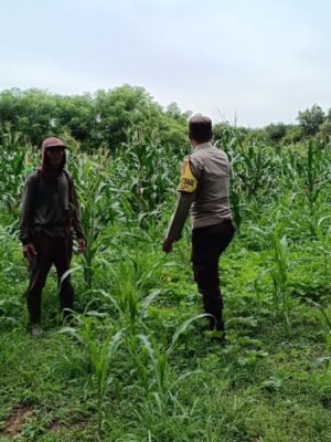 Wujudkan Ketahanan Pangan, Bhabinkamtibmas Desa Tarusa Pantau Dampingi Kegiatan Petani