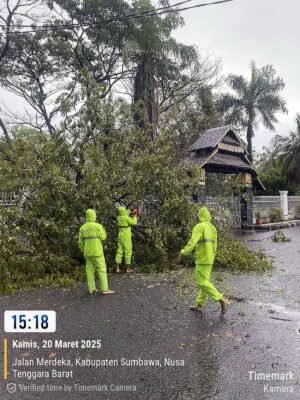 Personel Samapta Polres Sumbawa Evakuasi Pohon Tumbang