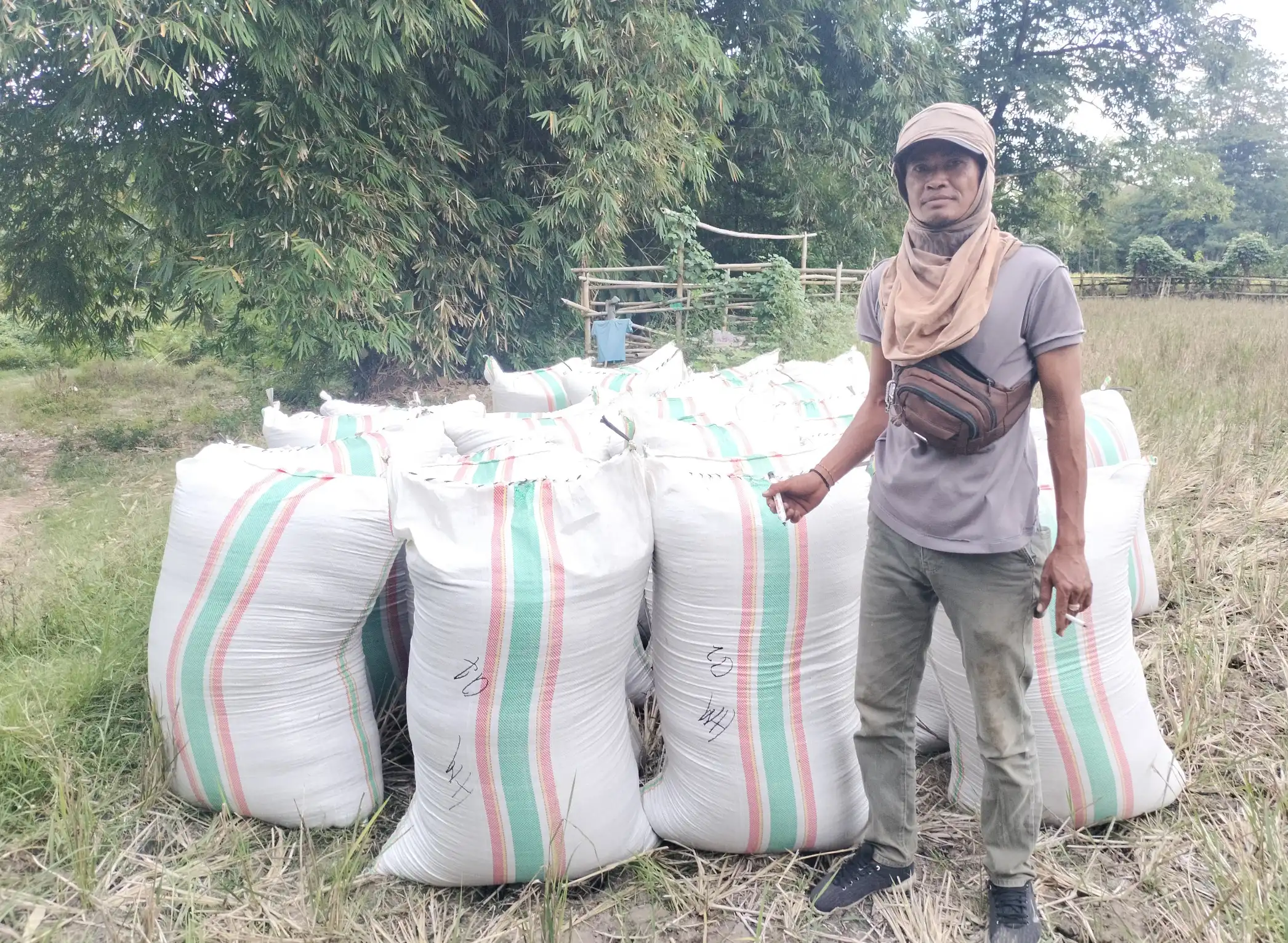 Terpaksa Jual ke Tengkulak, Petani Kesulitan Akses Mitra Bulog