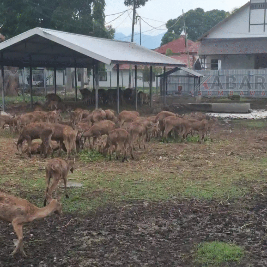 Rusa di Pendopo Bupati Sumbawa Akan Dipindahkan ke Pulau Moyo
