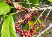 Sumbawa Sumbang 42 Persen Produksi Kopi NTB