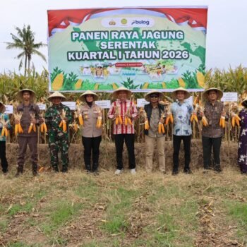 Wujudkan Swasembada Pangan, Kapolres Sumbawa Panen Raya Jagung Serentak Kuartal I Tahun 2026