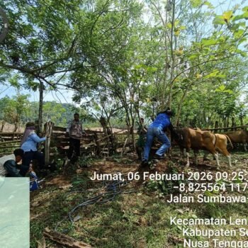 Terima 12.500 Dosis, Sumbawa Gencarkan Vaksinasi PMK