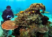 Lampaui Standar Kepatuhan Sosial dan Lingkungan, AMMAN Raih Predikat PROPER Hijau 2026