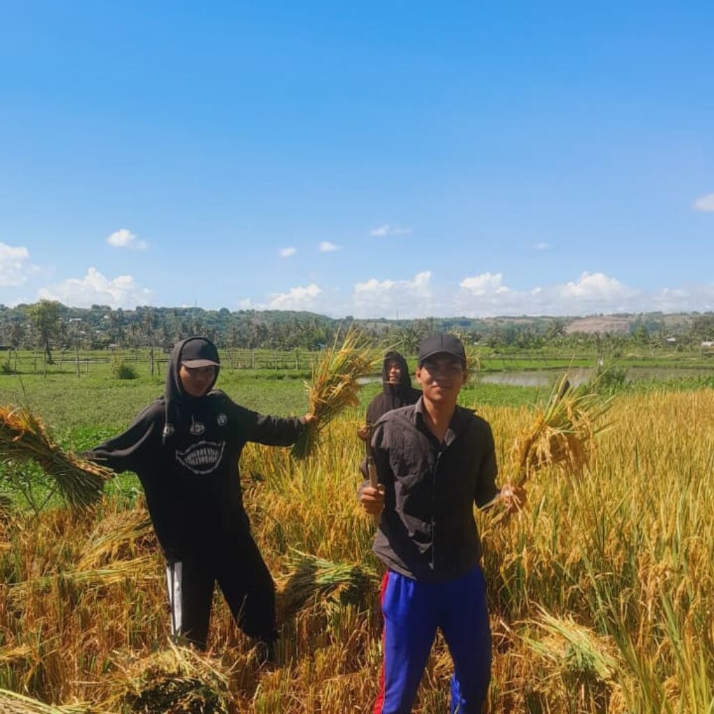 BEM UNSA Sebut Harga Gabah Stabil, Namun Kesejahtaraan Petani Belum Membaik