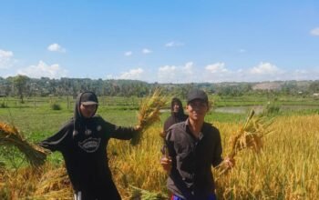 BEM UNSA Sebut Harga Gabah Stabil, Namun Kesejahtaraan Petani Belum Membaik