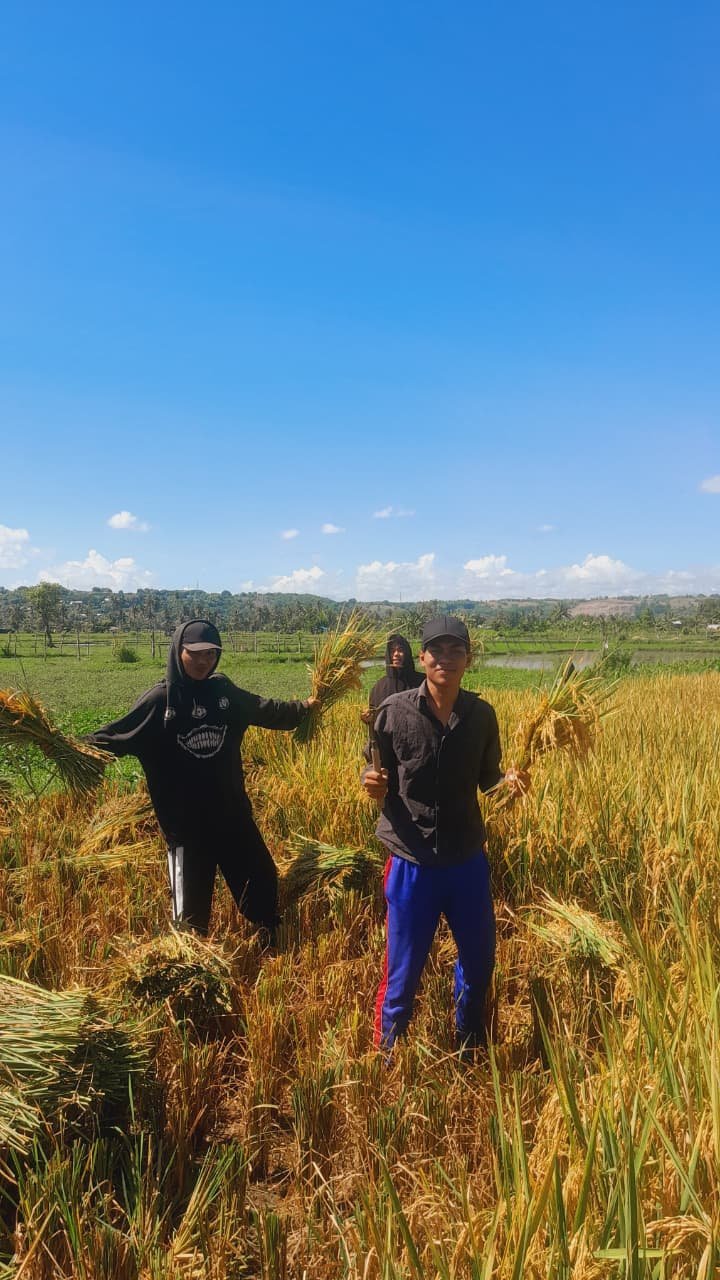 BEM UNSA Sebut Harga Gabah Stabil, Namun Kesejahtaraan Petani Belum Membaik
