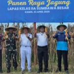 Dukung Ketahanan Pangan Nasional, Lapas Sumbawa Besar Panen Raya Jagung