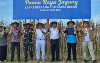 Dukung Ketahanan Pangan Nasional, Lapas Sumbawa Besar Panen Raya Jagung