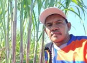 Ladang Tebu Jadi Harapan Baru, Doropeti Tata Masa Depan Bangkitkan Ekonomi Petani