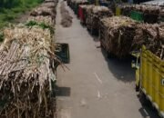 Jalan Tengah Merawat Harapan Petani dan Industri Gula Dompu