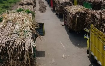 Jalan Tengah Merawat Harapan Petani dan Industri Gula Dompu